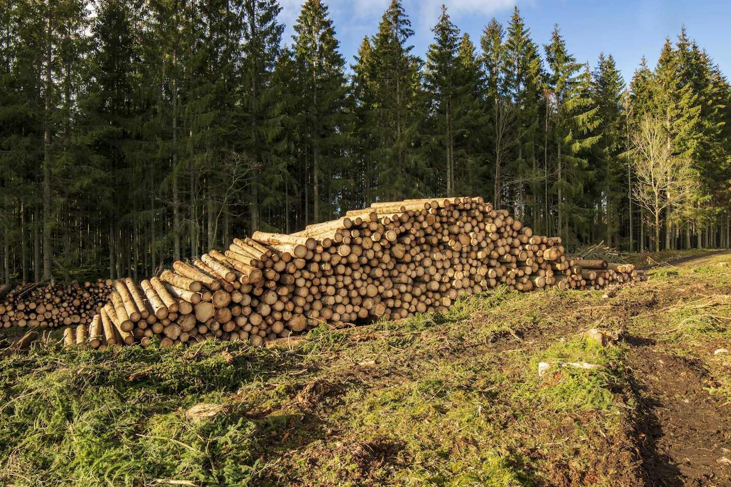 Cleared logs staged after a land clearing project