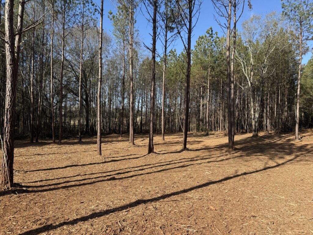 Cleared pine lot ready for homesite prep