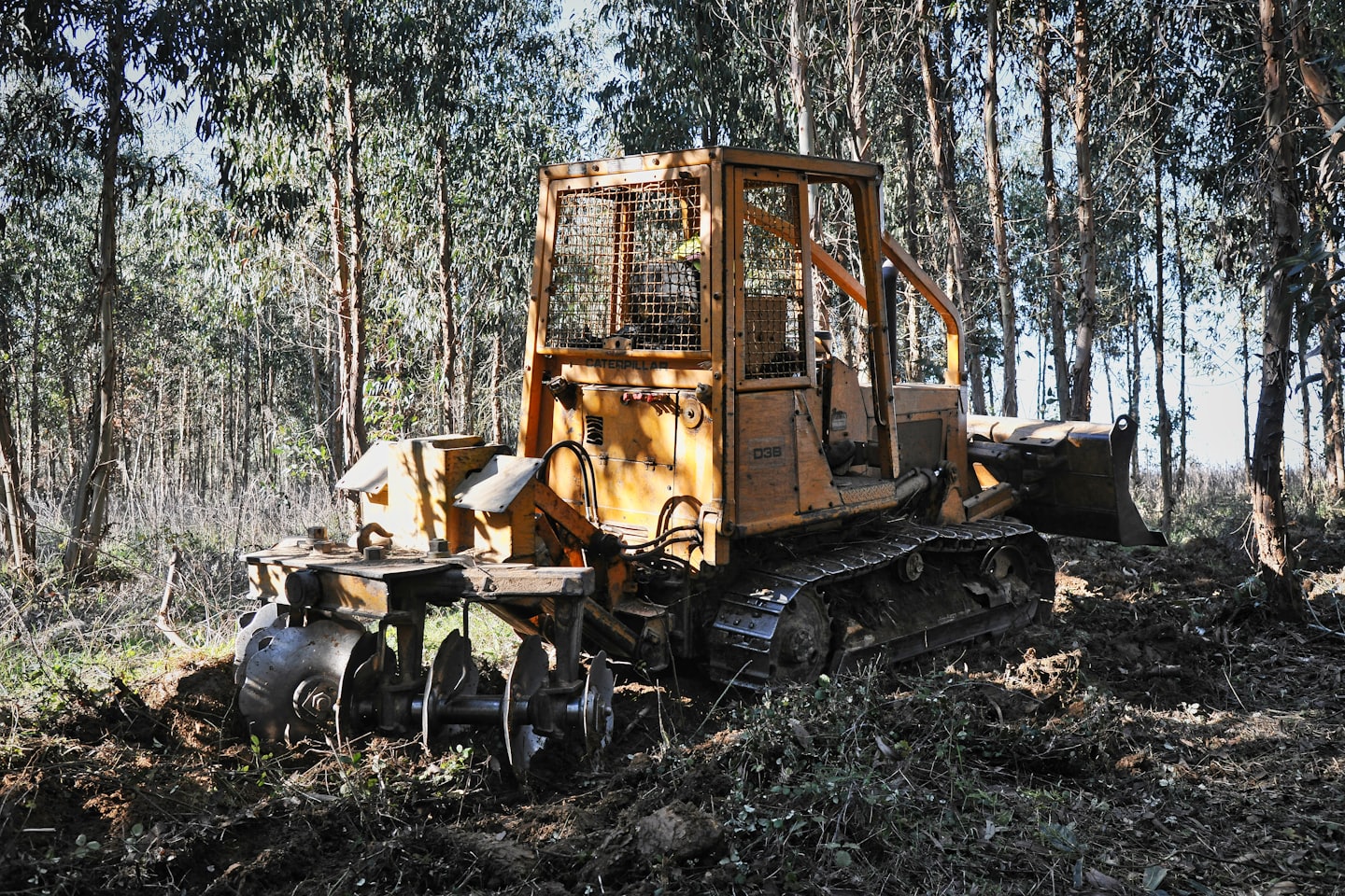Tracked mulching machine clearing dense forest undergrowth